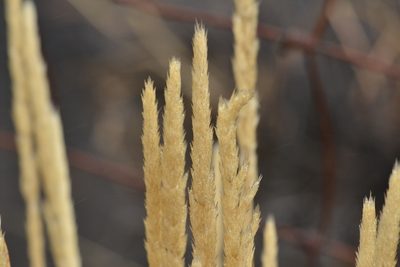 Agrostis sandwicensis, photographed by kbkash