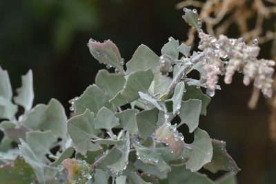 Chenopodium oahuense, photographed by kbkash