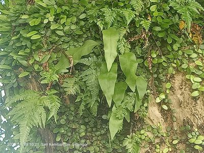 Microsorum punctatum, photographed by Ong Jyh Seng