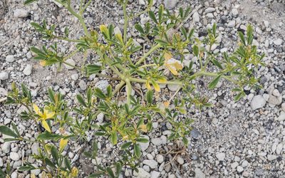 Cleomella sparsifolia, photographed by Tim Messick