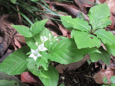 Spigelia humboldtiana, photographed by Antonio Francisco