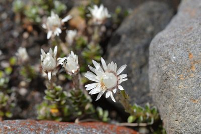 Anaphalioides alpina, photographed by Christopher Stephens