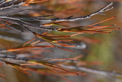 Dracophyllum subulatum, photographed by Christopher Stephens