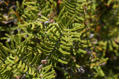 Gleichenia alpina, photographed by Christopher Stephens