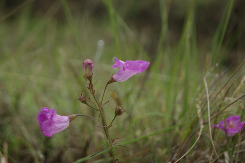 Agalinis peduncularis, photographed by Antonio Francisco