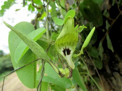 Aristolochia tentaculata, photographed by Alexis López Hernández