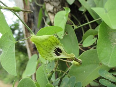 Aristolochia tentaculata, photographed by Alexis López Hernández