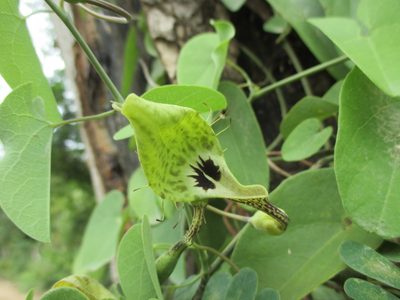 Aristolochia tentaculata, photographed by Alexis López Hernández
