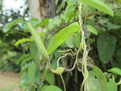 Aristolochia tentaculata, photographed by Alexis López Hernández