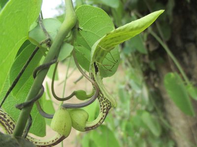 Aristolochia tentaculata, photographed by Alexis López Hernández