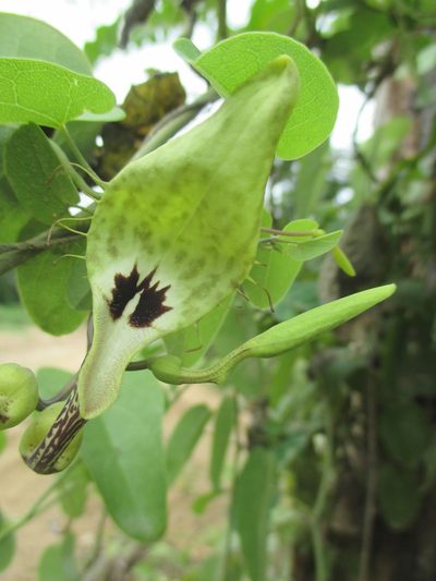 Aristolochia tentaculata, photographed by Alexis López Hernández