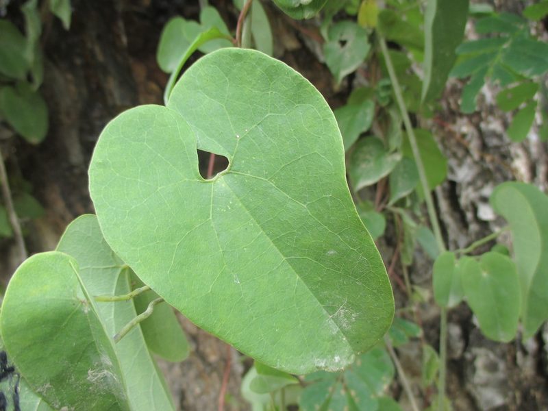 Aristolochia tentaculata, photographed by Alexis López Hernández