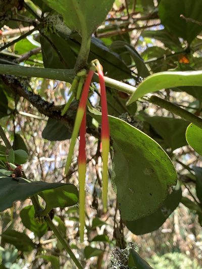 Aetanthus nodosus, photographed by Diego F. Cisneros-Heredia