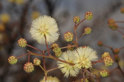 Senegalia praecox, photographed by aacocucci