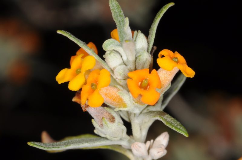 Buddleja mendozensis, photographed by aacocucci
