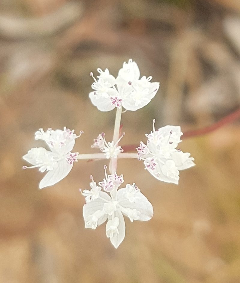 Xanthosia atkinsoniana, photographed by Vale Jenny Conolly