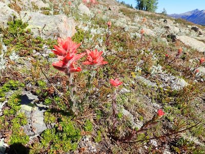 Castilleja elmeri, photographed by John Brew