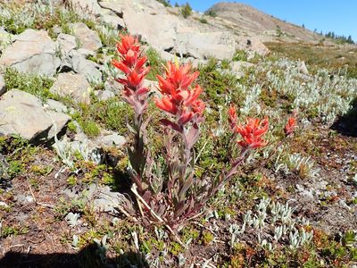 Castilleja elmeri, photographed by John Brew