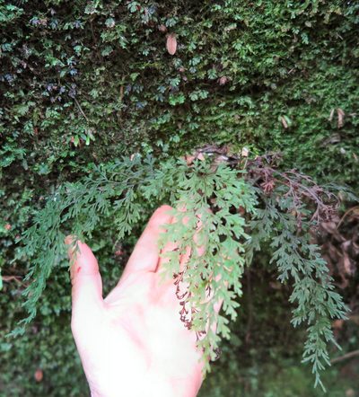 Hymenophyllum pulcherrimum, photographed by Alice Shanks