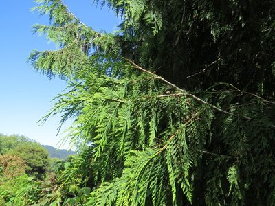 Chamaecyparis lawsoniana, photographed by Maureen Howard