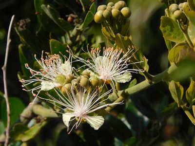 Capparis tomentosa, photographed by Andrew Deacon