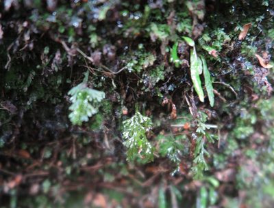 Hymenophyllum australe, photographed by Alice Shanks