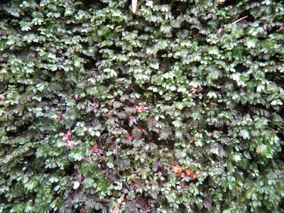Hymenophyllum minimum, photographed by Alice Shanks