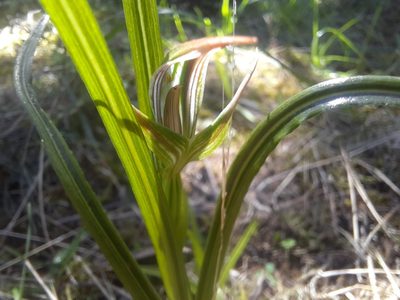 Pterostylis irsoniana, photographed by Alice Shanks