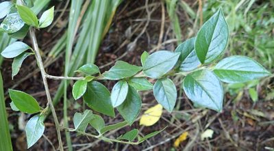 Cotoneaster simonsii, photographed by John Steel