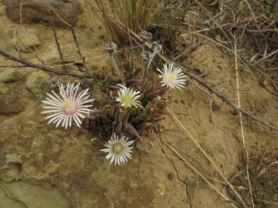Delosperma carterae, photographed by James Deacon