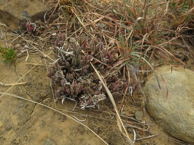 Delosperma carterae, photographed by James Deacon