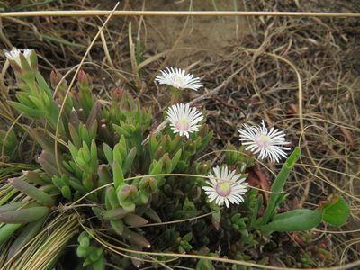 Delosperma carterae, photographed by James Deacon
