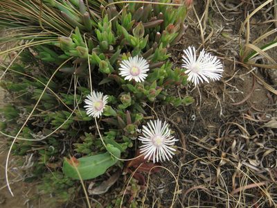Delosperma carterae, photographed by James Deacon