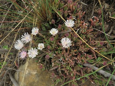 Delosperma carterae, photographed by James Deacon