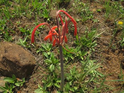 Cyrtanthus tuckii, photographed by James Deacon