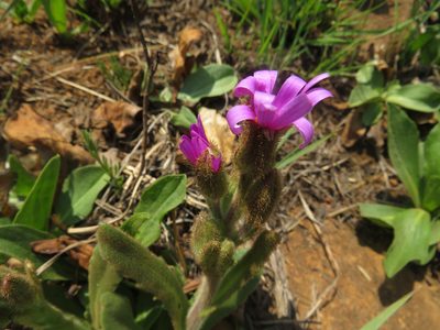 Senecio macrocephalus, photographed by James Deacon