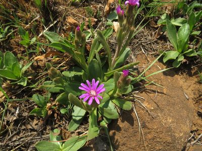 Senecio macrocephalus, photographed by James Deacon