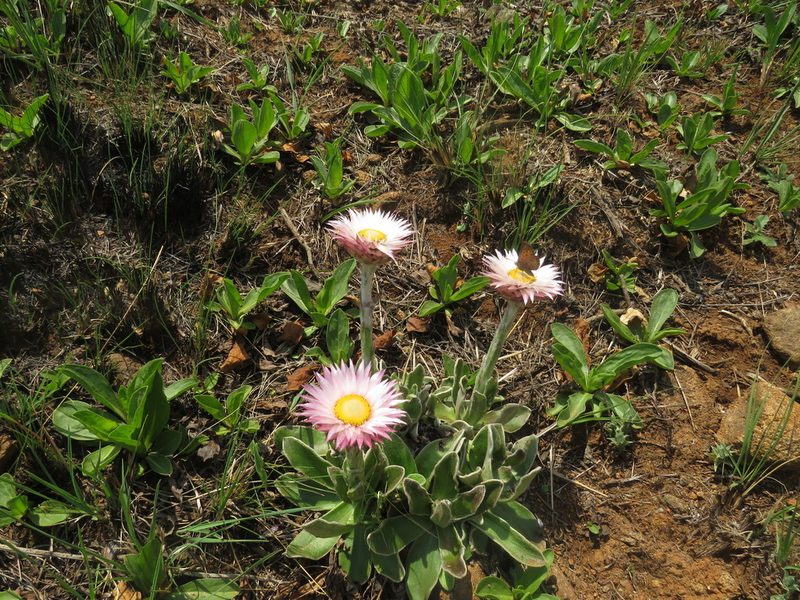 Helichrysum ecklonis, photographed by James Deacon