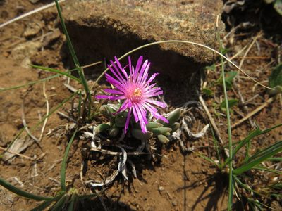 Delosperma basuticum, photographed by James Deacon