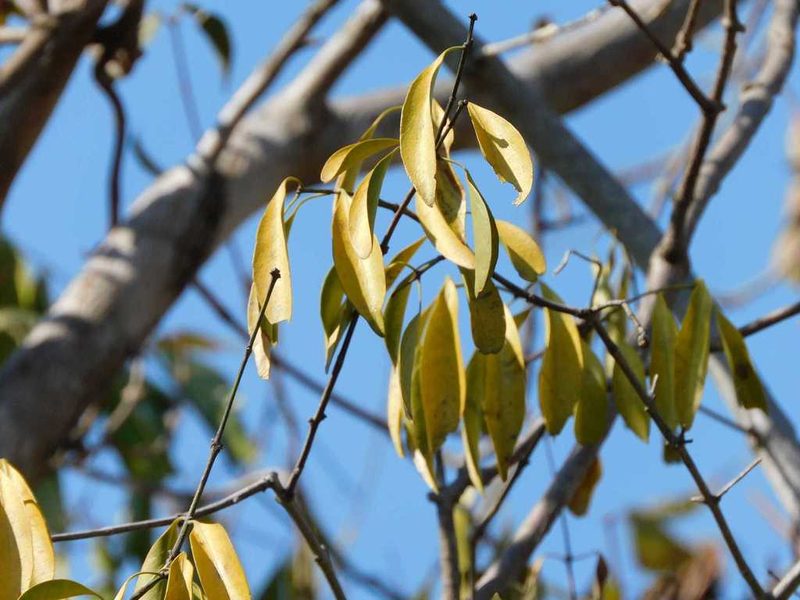 Pristimera longipetiolata, photographed by Andrew Deacon