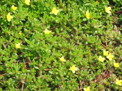 Portulaca quadrifida, photographed by Aryan K