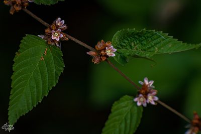 Melochia nodiflora, photographed by Daniel Pineda Vera