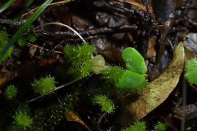 Corybas walliae, photographed by Christopher Stephens
