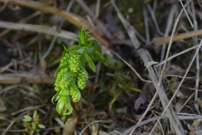 Coriaria pteridoides, photographed by Christopher Stephens
