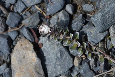 Anaphalioides alpina, photographed by Christopher Stephens