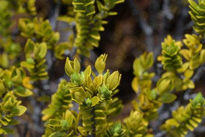Pimelea buxifolia, photographed by Christopher Stephens