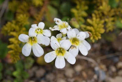 Ourisia vulcanica, photographed by Christopher Stephens