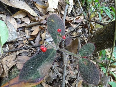 Ardisia mamillata, photographed by Toby Y