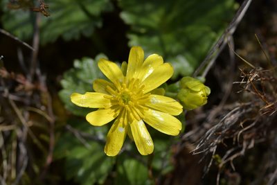 Ranunculus nivicola, photographed by Christopher Stephens