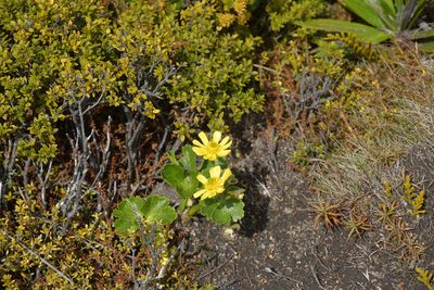 Ranunculus nivicola, photographed by Christopher Stephens